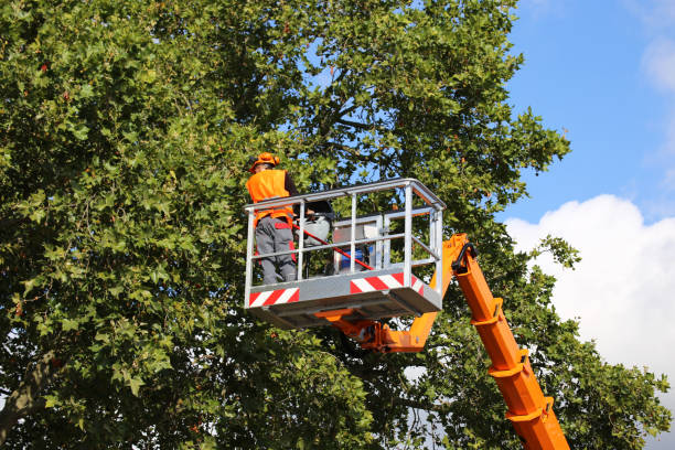 Best Tree Disease Treatment  in Olivet, MI