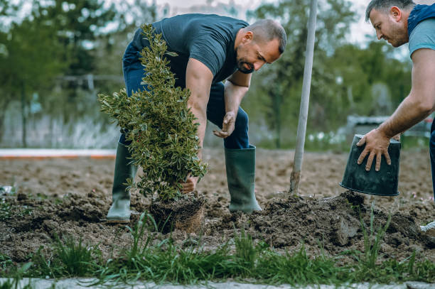 Best Tree Mulching  in Olivet, MI