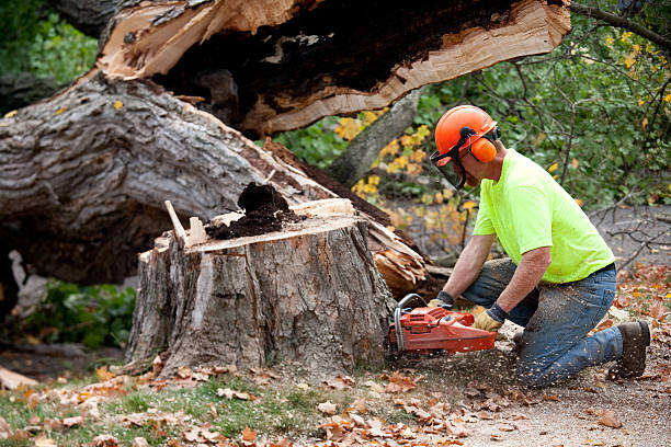 Best Tree Trimming and Pruning  in Olivet, MI