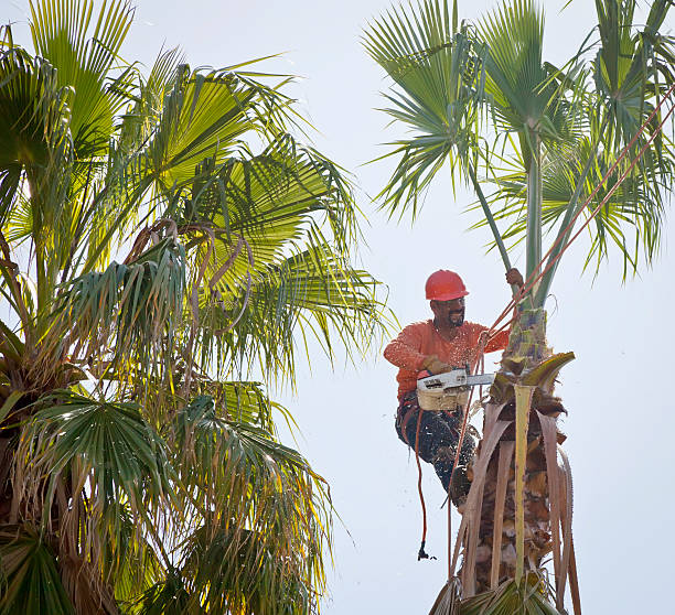 Best Hazardous Tree Removal  in Olivet, MI