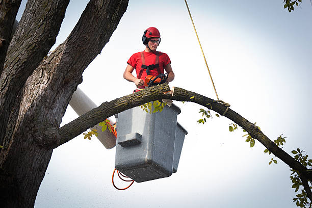 How Our Tree Care Process Works  in  Olivet, MI