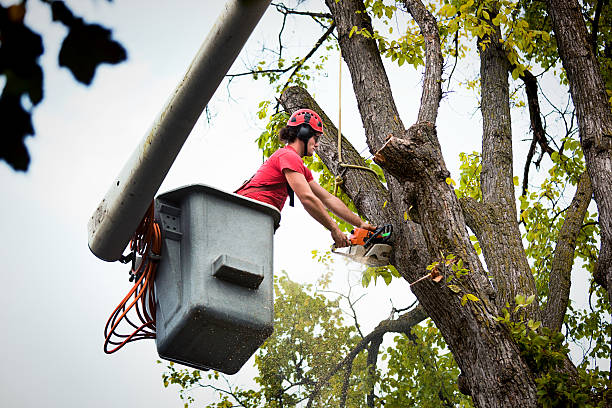 Best Tree Risk Assessment  in Olivet, MI