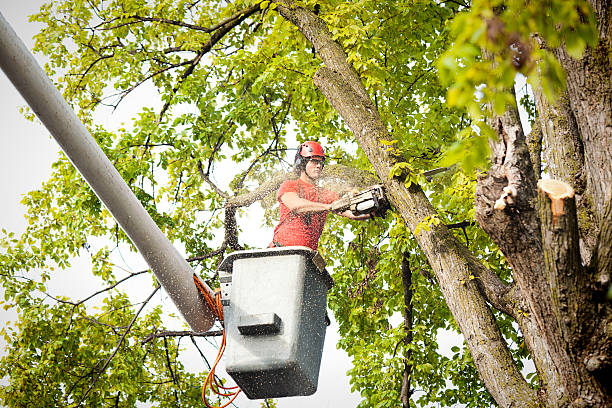 Trusted Olivet, MI Tree Care Services Experts