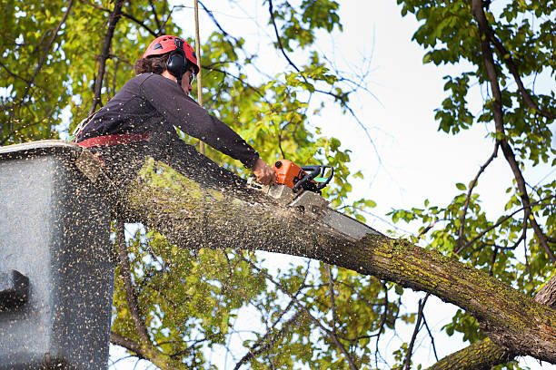 Best Palm Tree Trimming  in Olivet, MI